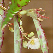 begonia_amphioxis
